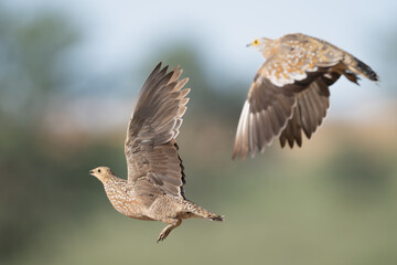 Burchell's sandgrouse - Pterocles burchelli with spread wings in flight on colorfull background. Photo from Kgalagadi Transfrontier Park in South Africa.	