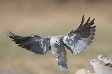 Ring-necked dove, Cape turtle dove or half-collared dove - Streptopelia capicola in flight with...