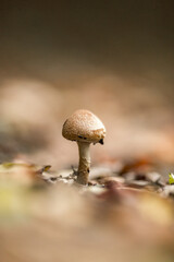 A macro shot of a mushroom on a forest ground with leaves