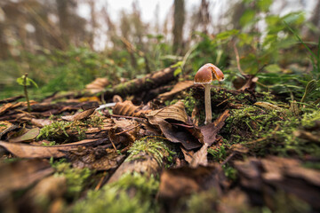 A macro shot of a mushroom on a forest ground with leaves