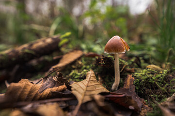 A macro shot of a mushroom on a forest ground with leaves