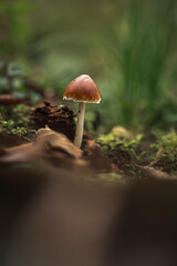 A macro shot of a mushroom on a forest ground with leaves