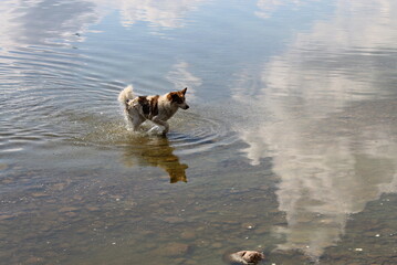 Stray dogs hunt birds in shallow water in a lake in the city of Sebezh. Pskov region, Russia.