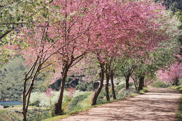 travel in nature concept with pink cherry blossom tree and clear sky in springtime season