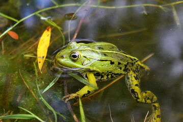 Green frog in the water close-up against a background of algae. Pskov region, Russia.animal, water, nature, green, wildlife, frog, amphibian, algae, outdoors, swamp, pond, wild, sunlight, close-up, zo