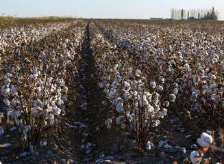 Cotton fields in the Chimkent region in Kazakhstan.