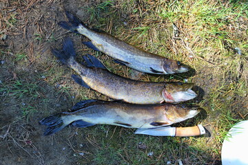 Three pikes and a knife close-up lying on the ground. Republic of Karelia, Russia.