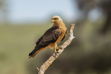 yellow-billed kite - Milvus aegyptius perched at green blue  backgound. Photo from Kgalagadi Transfrontier Park in South Africa. it is the Afrotropic counterpart of black kite - Milvus migrans.