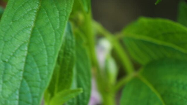 Sesamum orientale plant with flowers and leaf, close up shot of Sesame Seeds plant (Sesamum indicum)