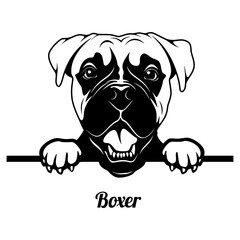 Peeking Boxer - Dog Breed - Pet Vector Portrait, Dog Silhouette Stencil - Cricut file EPS