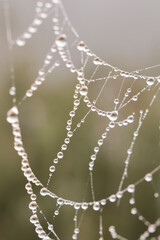 Gotas de lluvia en una tela de araña