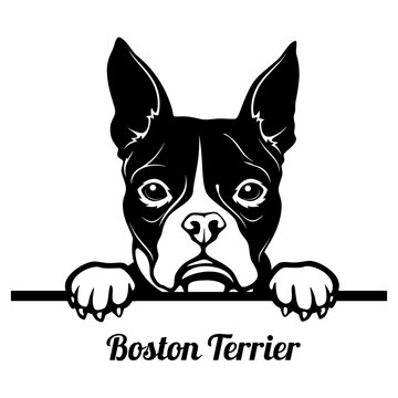 Peeking Boston Terrier - Dog Breed - Pet Vector Portrait, Dog Silhouette Stencil - Cricut file EPS
