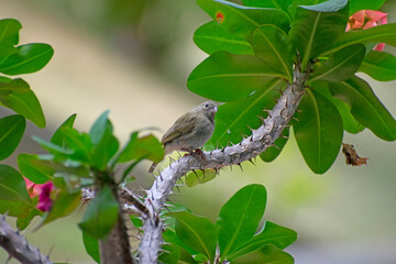 songbird on a branch