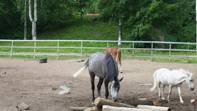 The black stallion smartly drives away the white pony. Aggressive behavior of animals. Horse Equus caballus is domesticated, one-toed, hoofed mammal. Equine camp, stable or zoo. Equidae, Equus ferus.