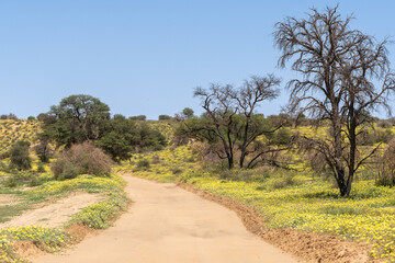 The view of gravel road through dunes with yellow blooming flowers in the Kgalagadi Transfrontier Park in South Africa.	