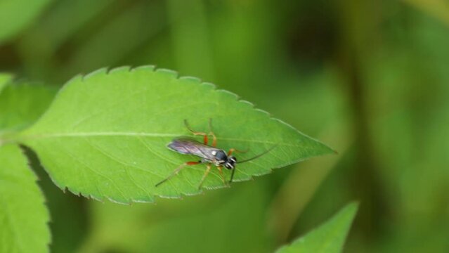 An Insect with 6 orange legs on a green leaf, close up shot of insect with orange legs on a leaf blown by natural wind.
