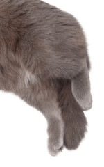 Obraz premium Gray cat paws isolated white background