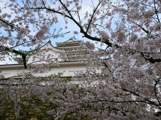 桜越しの鶴ヶ城天守閣【日本百名城】日本福島県会津若松市