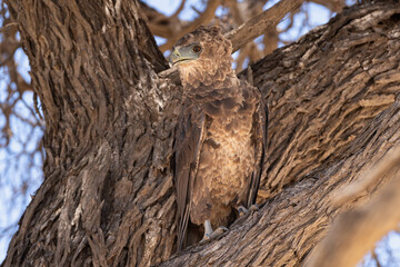 Bateleur - Terathopius ecaudatus juvenile perched with branches in background. Photo from Kgalagadi Transfrontier Park in South Africa. Endangered species.	