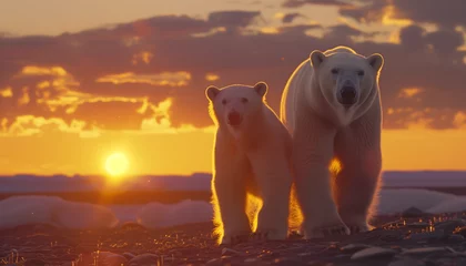 Keuken spatwand met foto As the sun rises, casting a golden glow, two polar bears stand facing forward on the Arctic landscape, silhouetted against the vibrant morning sky © Seasonal Wilderness