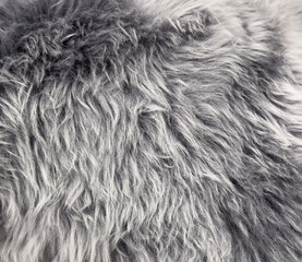 Gray fur as an abstract background. Texture