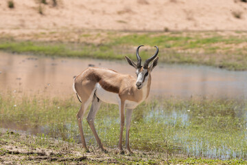 Springbok, springbuck - Antidorcas marsupialis on green grass with water in background. Photo from Kgalagadi Transfrontier Park in South Africa.	