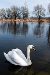 white swan swim in the lake searching for food