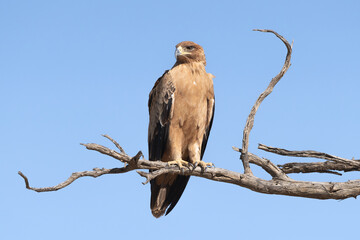 Tawny eagle - Aquila rapax rapax perched with blue sky in background. Photo from Kgalagadi Transfrontier Park in South Africa. 