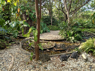 Green tropical tree garden and decoration