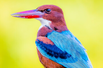 The White-throated Kingfisher in nature