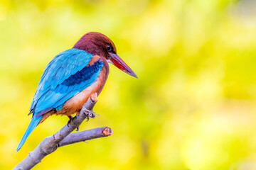The White-throated Kingfisher in nature