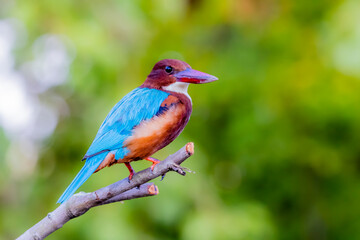 The White-throated Kingfisher in nature