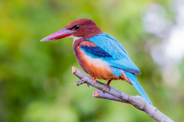 The White-throated Kingfisher in nature