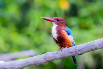 The White-throated Kingfisher in nature