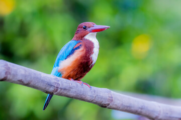 The White-throated Kingfisher in nature