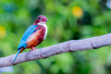 The White-throated Kingfisher in nature