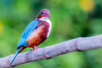 The White-throated Kingfisher in nature