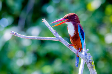 The White-throated Kingfisher in nature