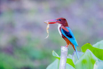 The White-throated Kingfisher in nature