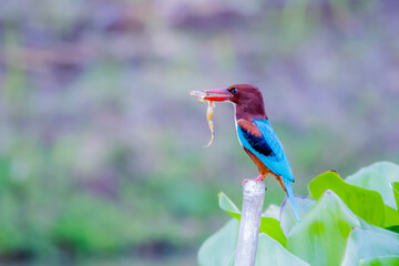The White-throated Kingfisher in nature