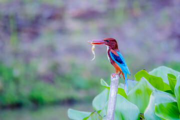 The White-throated Kingfisher in nature