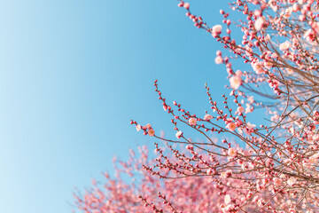 青空とピンクの梅の花