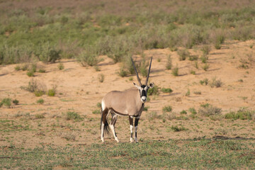 Naklejka na ściany i meble Gemsbok - Oryx gazella - going on desert with green grass and sand in background. Photo from Kgalagadi Transfrontier Park in South Africa.