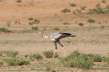 Secretarybird or secretary bird - Sagittarius serpentarius on green grass with dunes in background. Photo from Kgalagadi Transfrontier Park in South Africa.