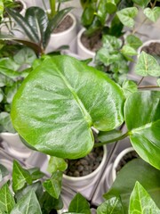 Epiprenum foliage plant that is good to grow indoors