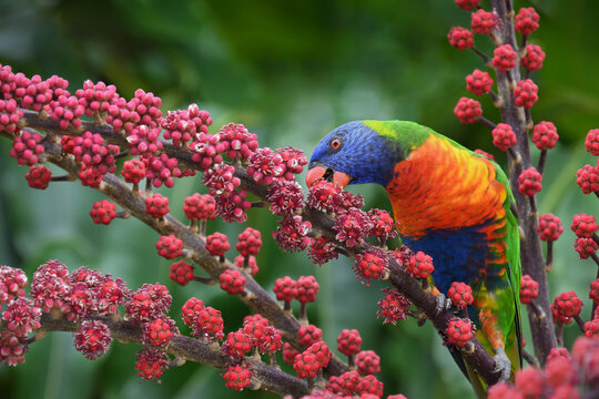 Australian adult Rainbow Lorikeet -Trichoglossus moluccanus- perched feeding on vibrant red berries copy space