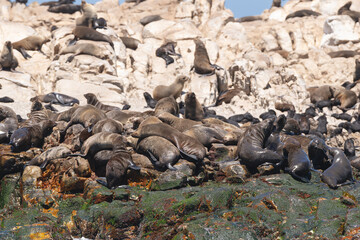 Obraz premium Cape fur seal, brown fur seal - Arctocephalus pusillus colony Photo from Dyer Island Nature Reserve.