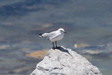 Hartlaub's gull, king gull - Chroicocephalus hartlaubii on rock with water in background. Breeding resident endemic to the Atlantic Ocean coastline of South Africa and Namibia. Photo from Kleinbaai