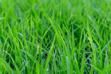 Rice plants on the farm