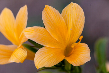 Fototapeta premium yellow flowers in the garden